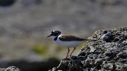 Halkalı küçük cılıbıt