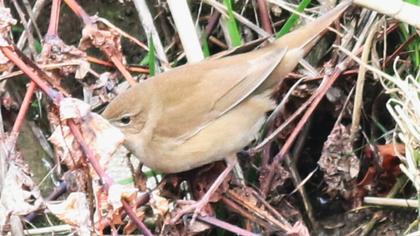 Bataklık kamışçını