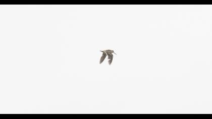 Küçük suçulluğu