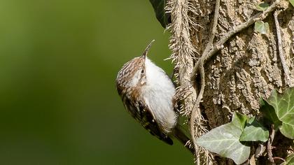 Orman tırmaşıkkuşu