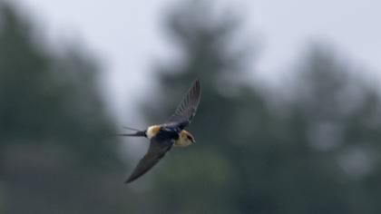 Kızıl kırlangıç