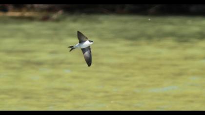 Common House Martin