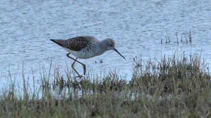 Bataklık düdükçünü