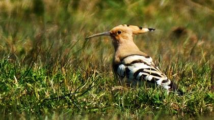 Eurasian Hoopoe