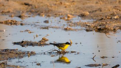 Sarı kuyruksallayan