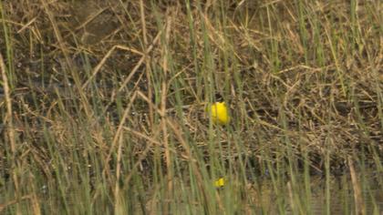 Sarı kuyruksallayan