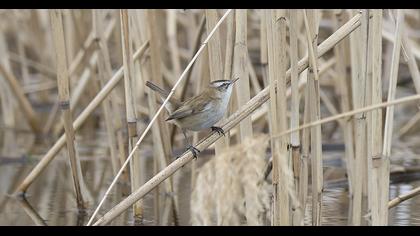Bıyıklı kamışçın