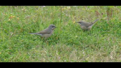 Bıyıklı ötleğen