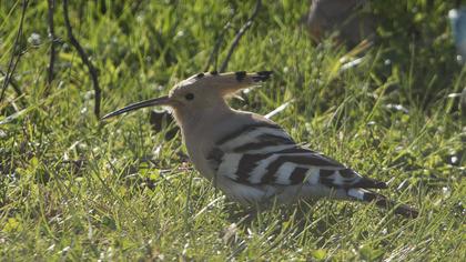 Eurasian Hoopoe