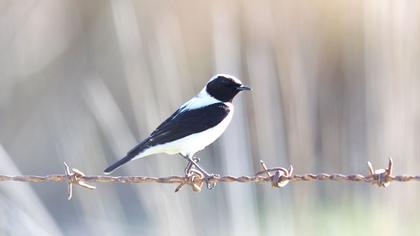Karakulaklı kuyrukkakan
