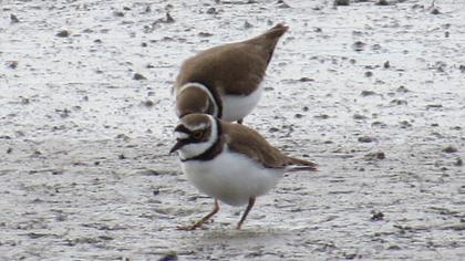 Halkalı küçük cılıbıt