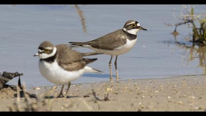 Halkalı küçük cılıbıt