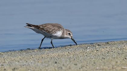 Karakarınlı kumkuşu