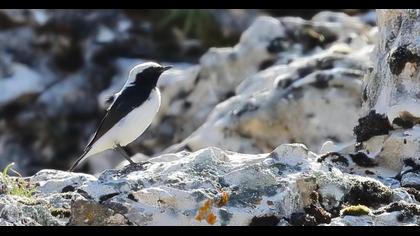 Aksırtlı kuyrukkakan