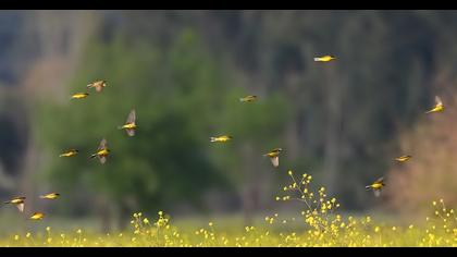 Sarı kuyruksallayan