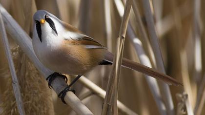 Bearded Reedling