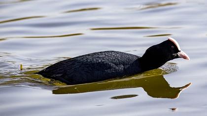 Eurasian Coot