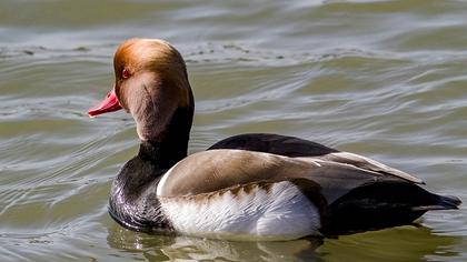 Red-crested Pochard