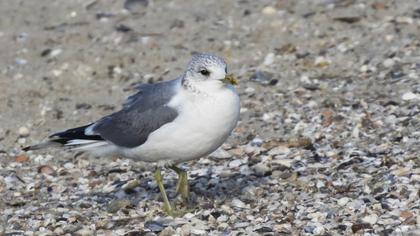 Küçük gümüş martı