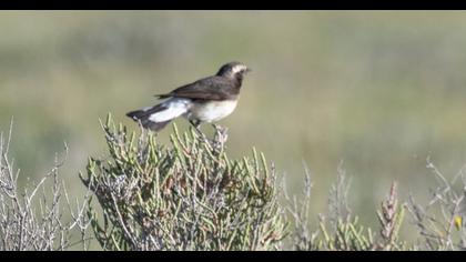 Kıbrıs kuyrukkakanı