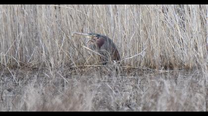 Erguvani balıkçıl