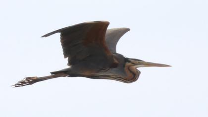 Erguvani balıkçıl