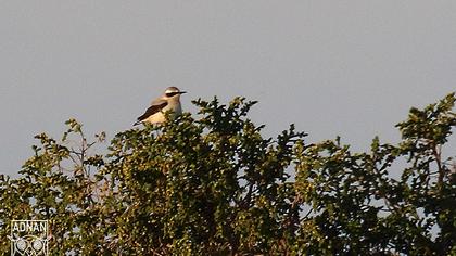 Northern Wheatear