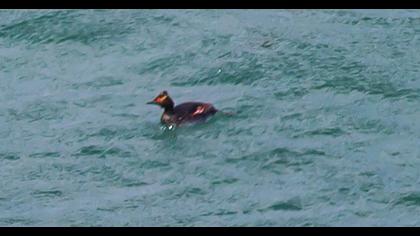 Karaboyunlu batağan