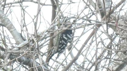 Küçük ağaçkakan