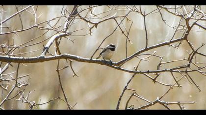 Akyanaklı baştankara