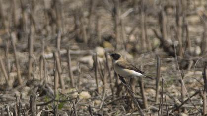 Karakulaklı kuyrukkakan