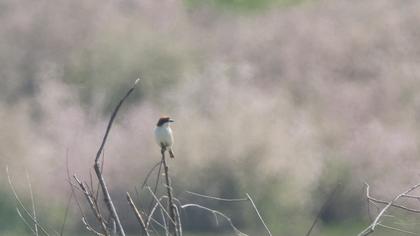 Kızılbaşlı örümcekkuşu