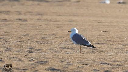 Van gölü martısı