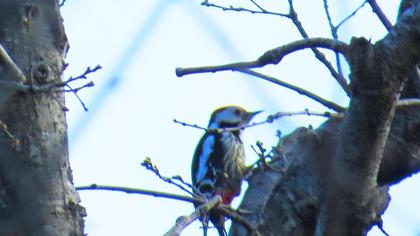 Middle Spotted Woodpecker