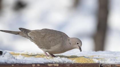 Eurasian Collared Dove