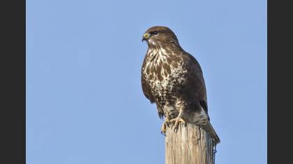 Common Buzzard