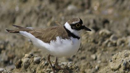 Halkalı küçük cılıbıt