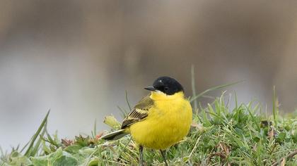 Sarı kuyruksallayan