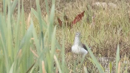 Orman düdükçünü