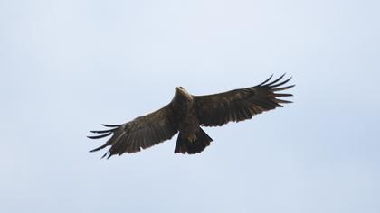 Küçük orman kartalı