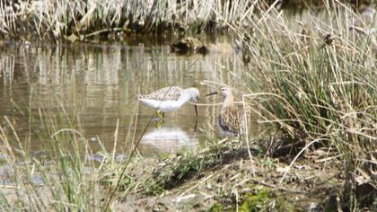 Bataklık düdükçünü