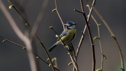 Eurasian Blue Tit