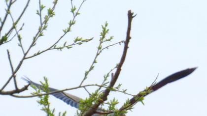 Erguvani balıkçıl