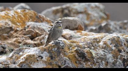 Kaya serçesi