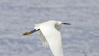 Küçük ak balıkçıl