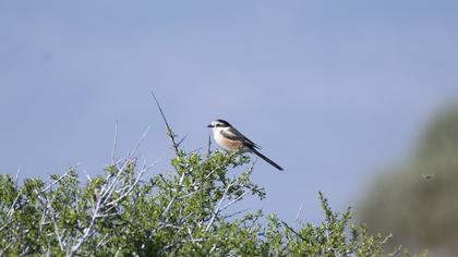 Maskeli örümcekkuşu