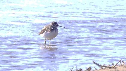 Bataklık düdükçünü