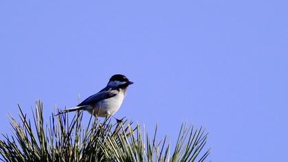 Akyanaklı baştankara