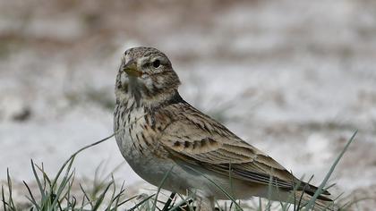 Türkistan çorak toygarı