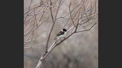 Siberian Stonechat